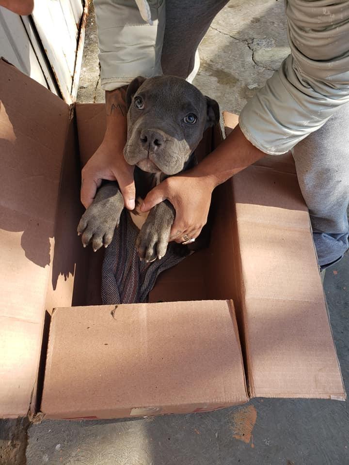 getting out a grey pup from a cardboard box