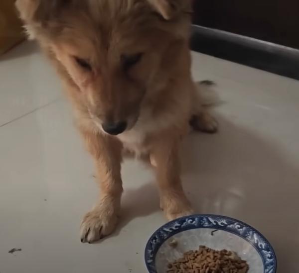 giving food to the rescue dog