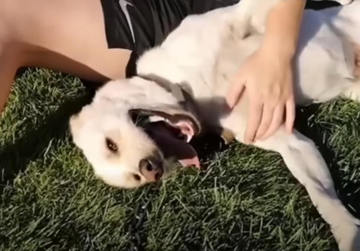 happy dog after rescue
