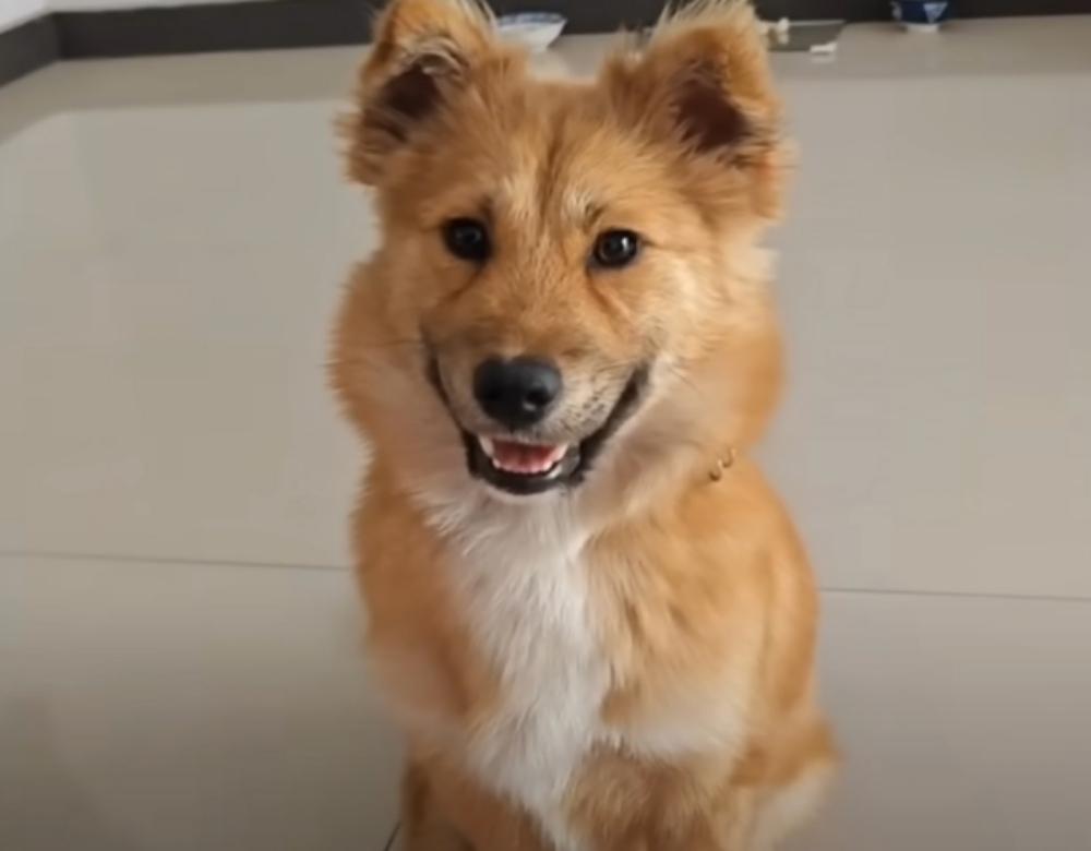 happy dog after rescue