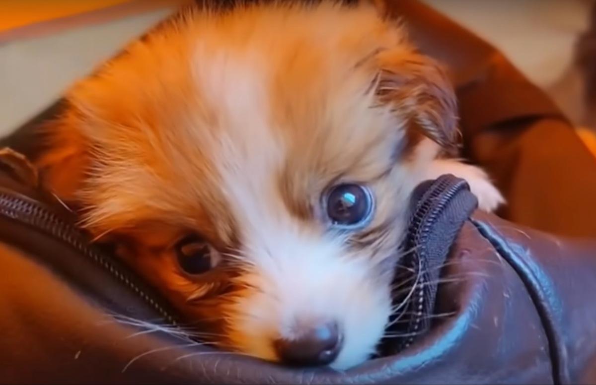 little pup face popping from bag