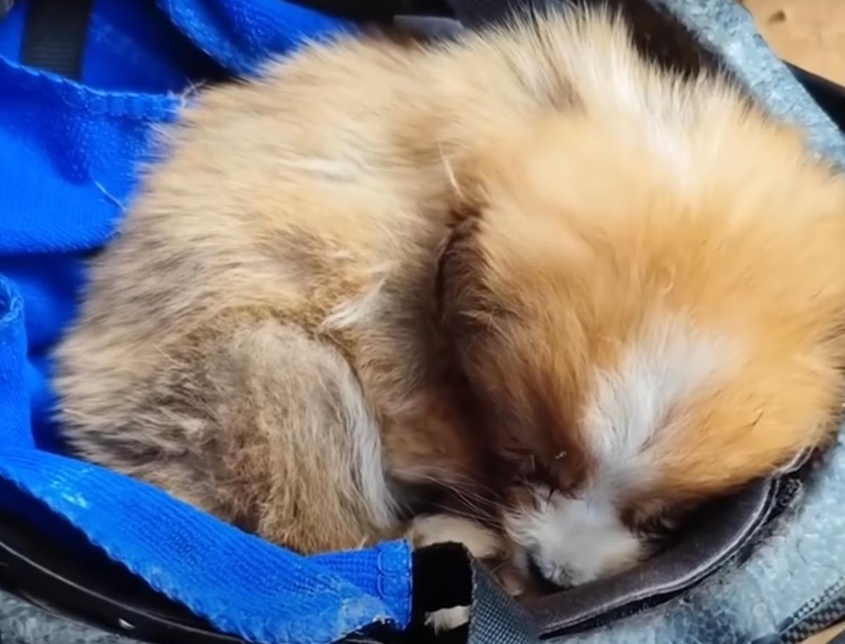 little pup snuggling inside a bag