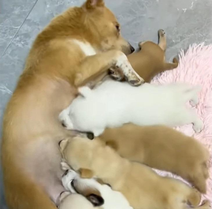 mama dog feeding her pups lying on the ground