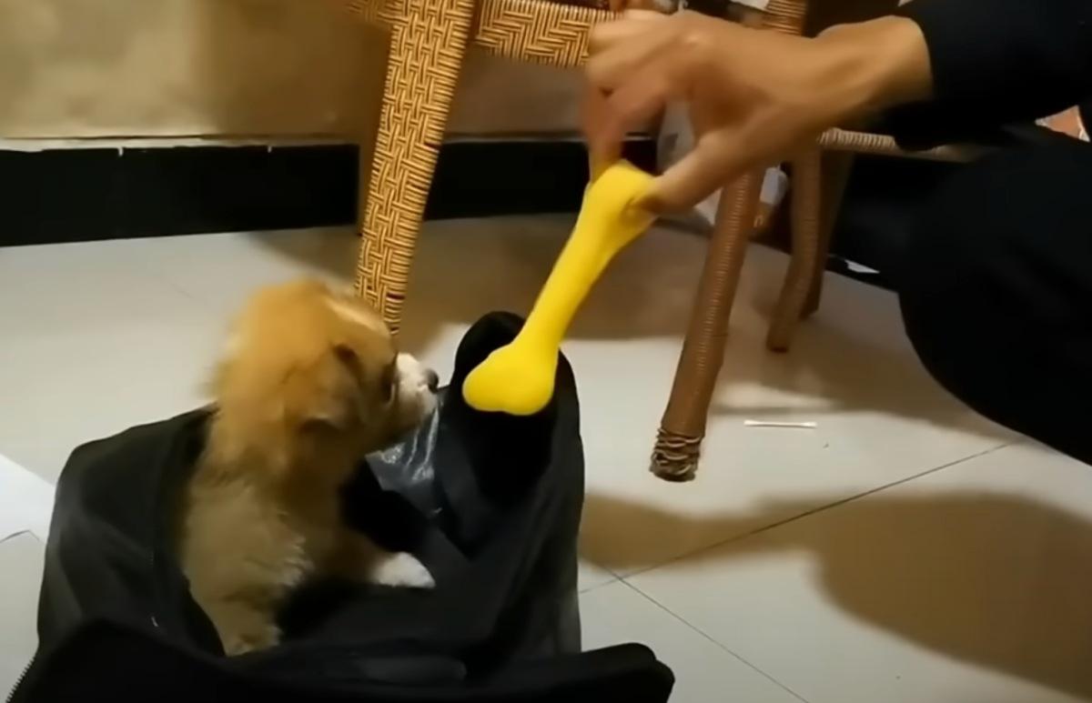 man playing with the rescue dog