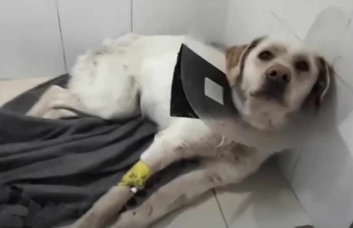 paralyzed dog at the vet