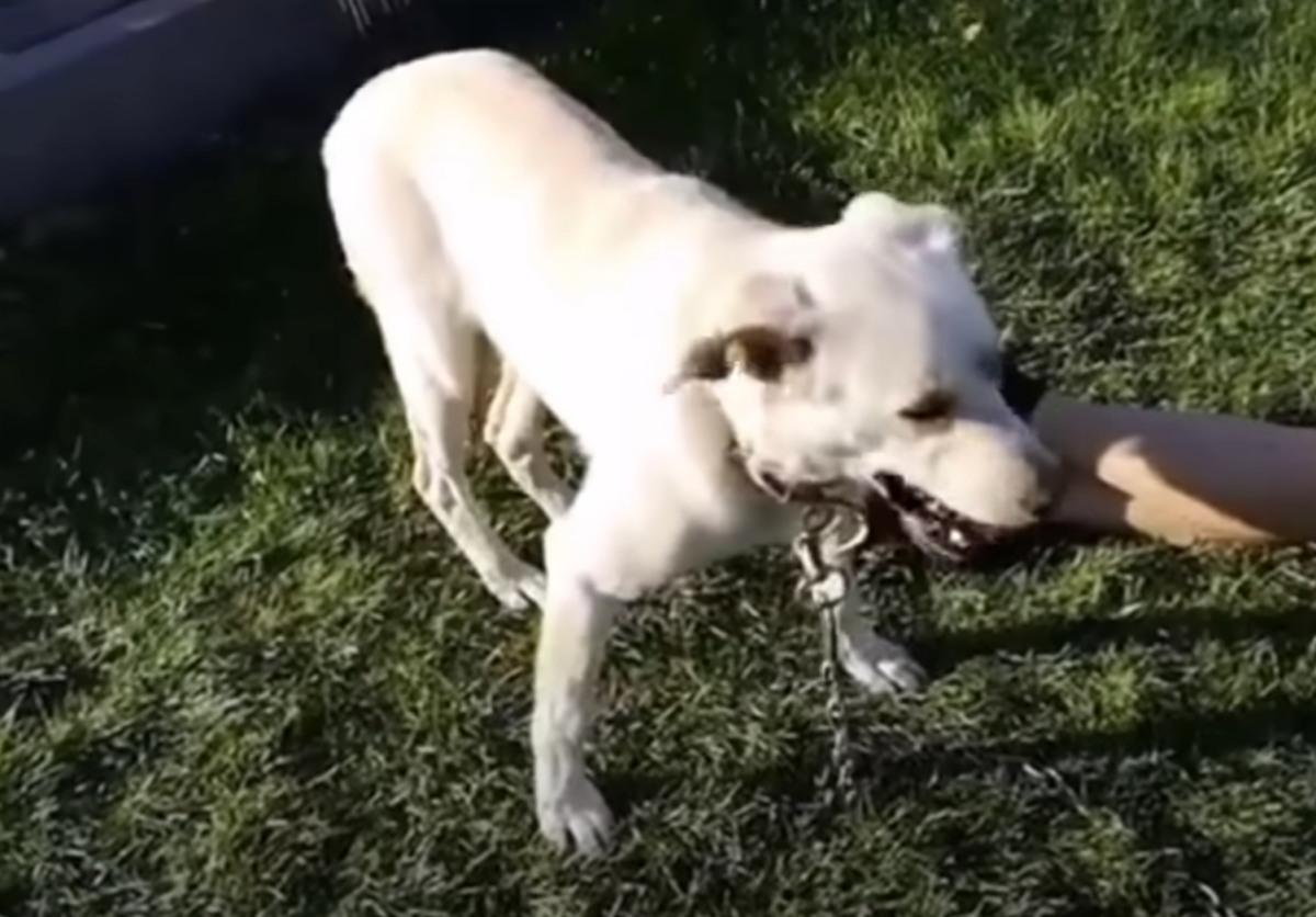 paralyzed dog now standing on his feet