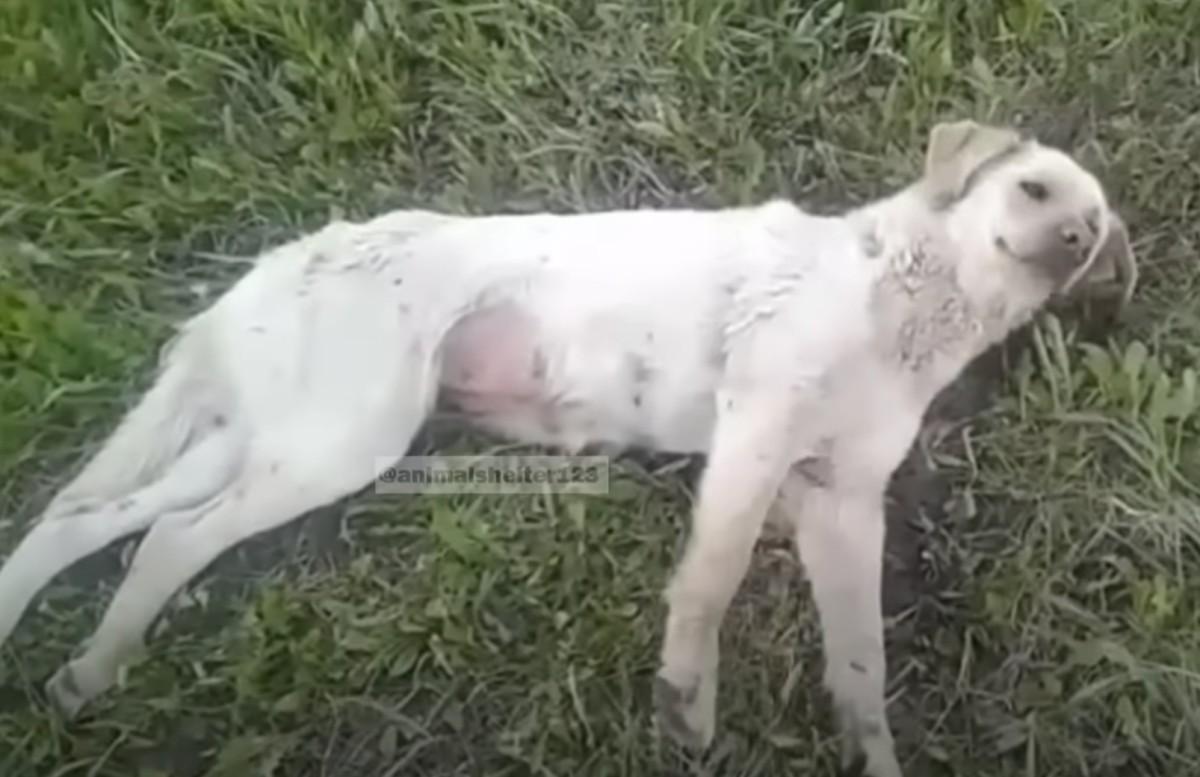 paralyzed dog on the grass