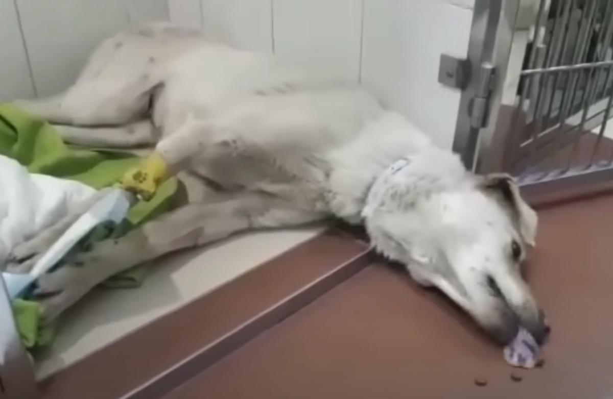 paralyzed dog trying to eat