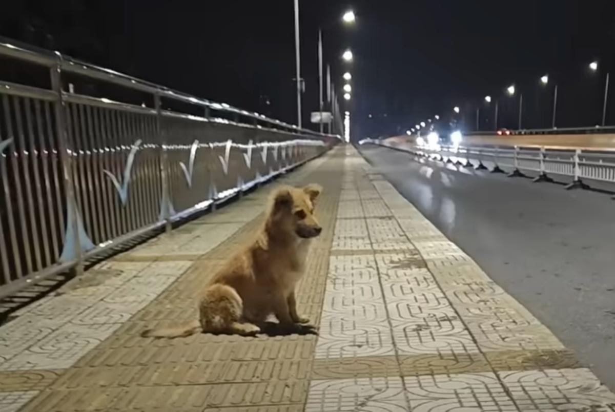 poor dog alone on a bridge