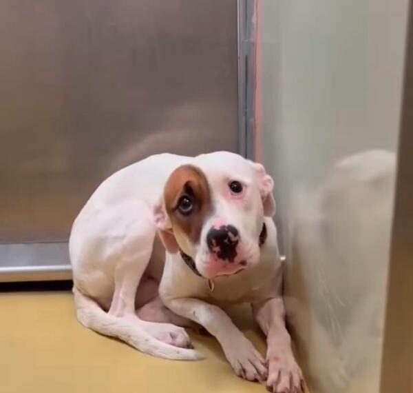 poor white and brown dog at rescue