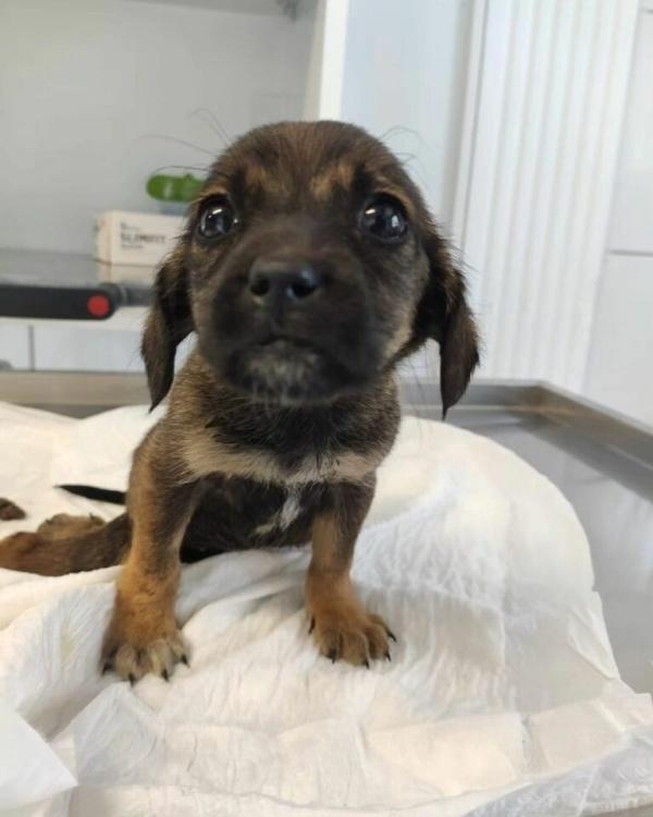 pup after rescue