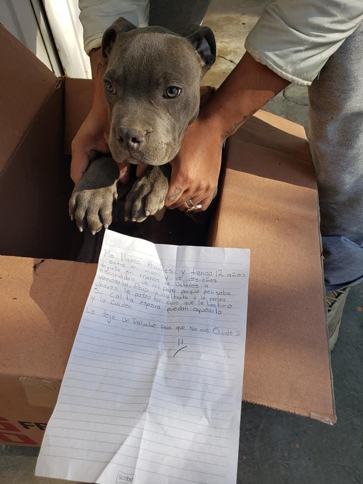 pup in cardboard box left with a note