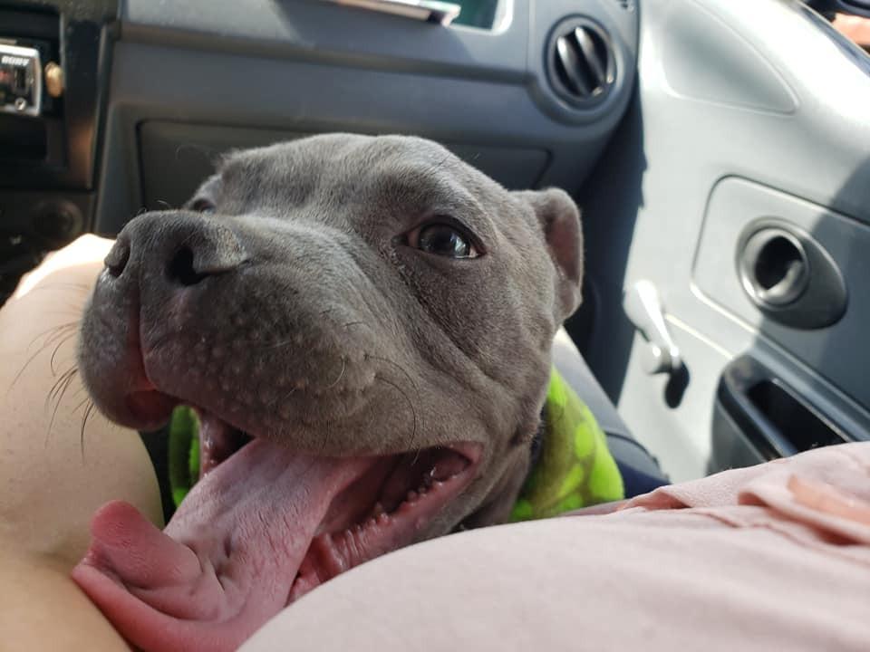 pup laughing in a car between human legs