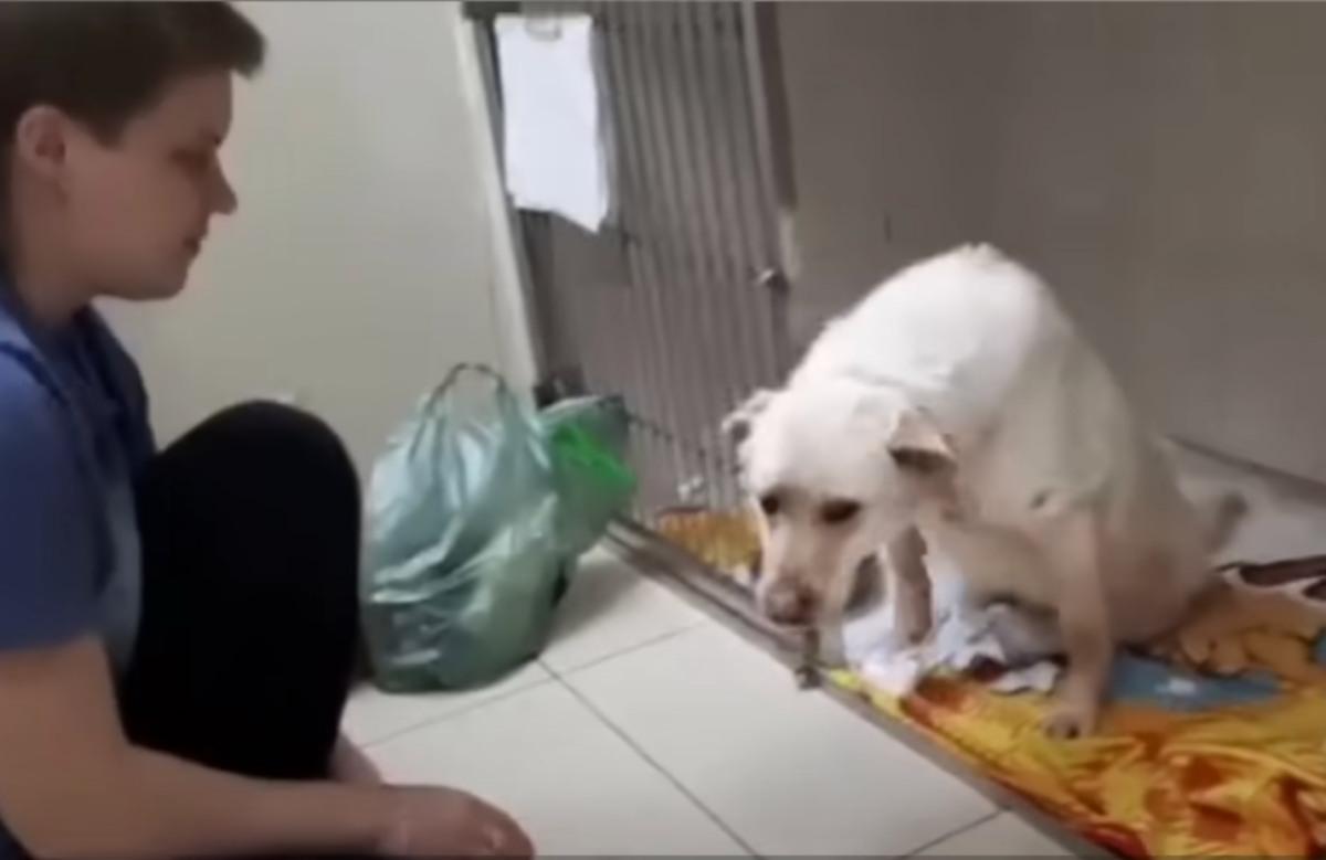 rescuer with the paralyzed dog