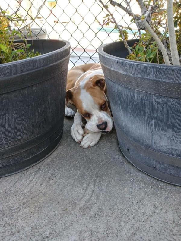sad stray pup lying on the ground between plants