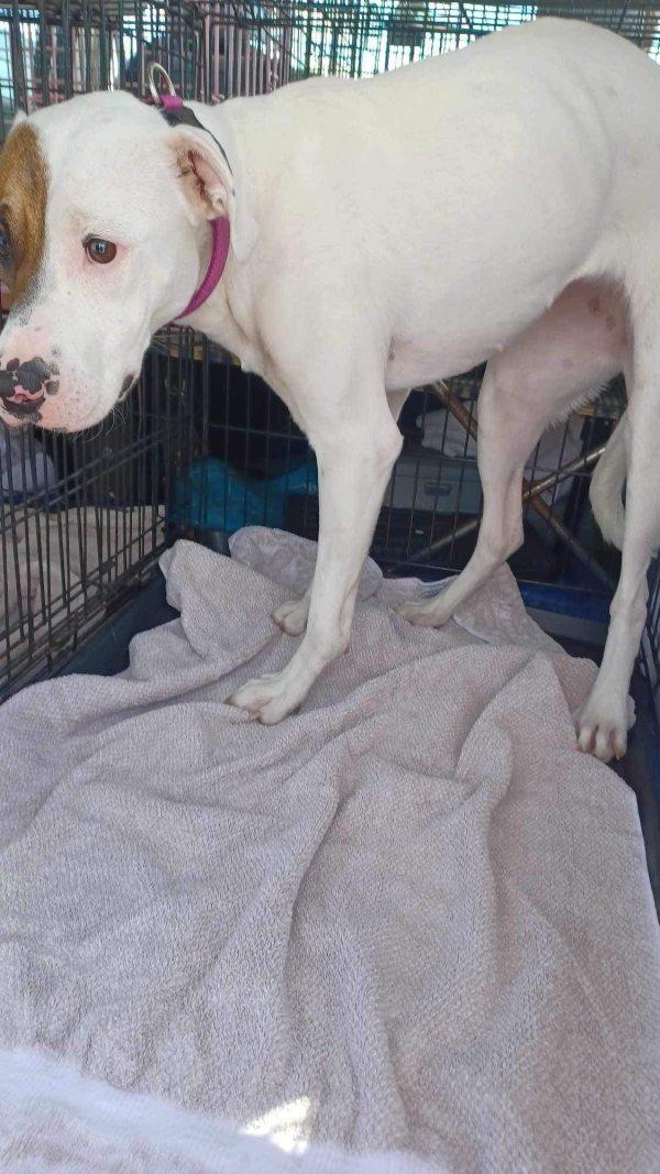 scared dog in kennel