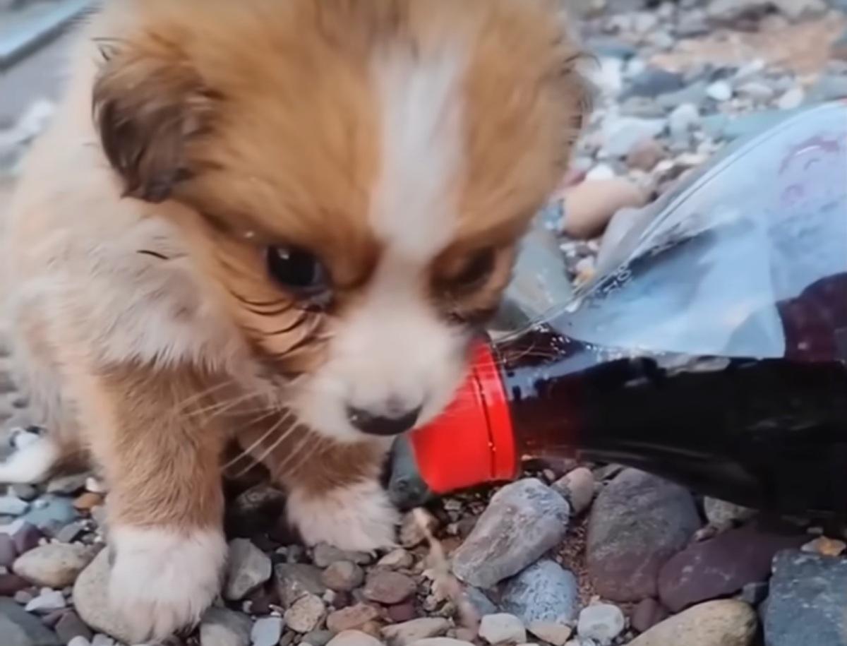 small dog next to a bottle of coke