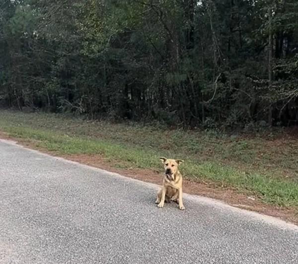 stray dog alone in the middle of a road