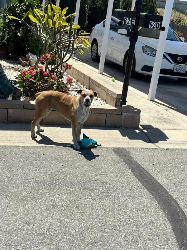 stray dog with his toy in the street