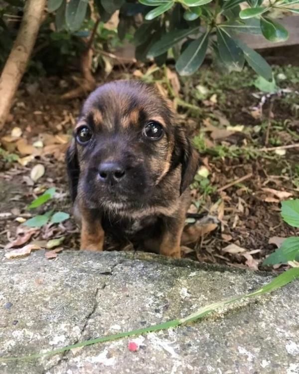 tearful pup found in a yard