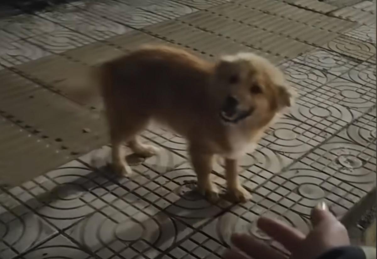 trying to approach the stray dog