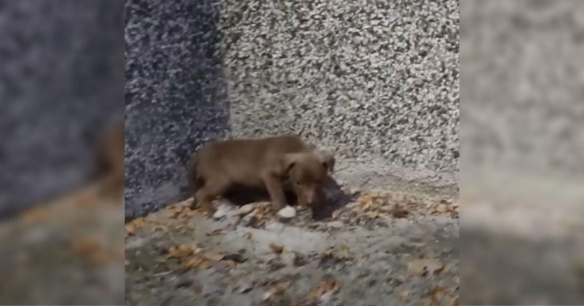 Terrified Puppy Left Crying Alone For Days Finally Felt Safe Curling Up In Rescuer's Arms