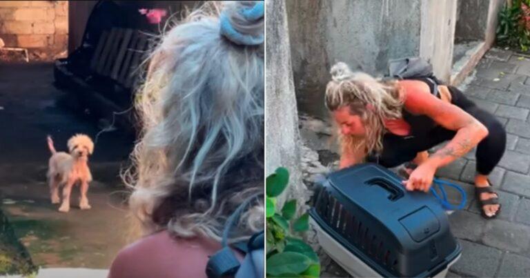 Woman Rescues A Hairless Stray Dog And Then Finds Out Her Puppies Are Still Out There