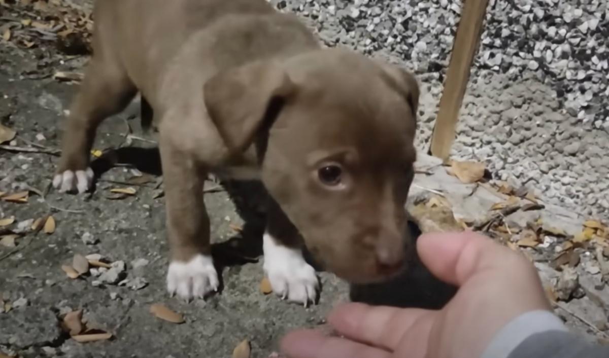 finding a tiny pup alone