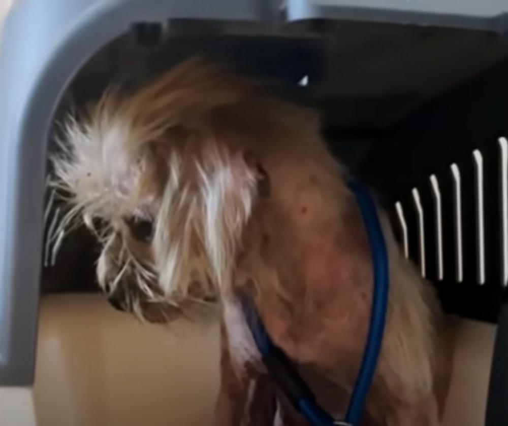 hairless rescue pup in his kennel