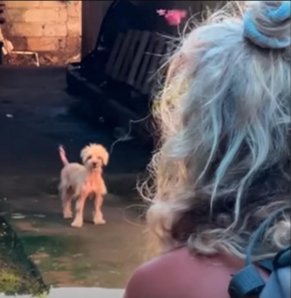 meeting with the hairless pup in the street