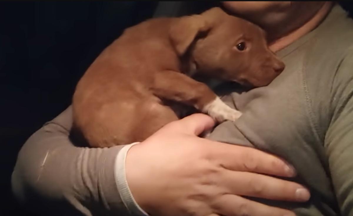pup curling up in rescuer's arms