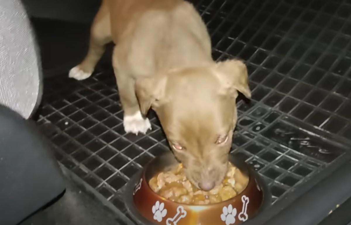 pup eating food in a car