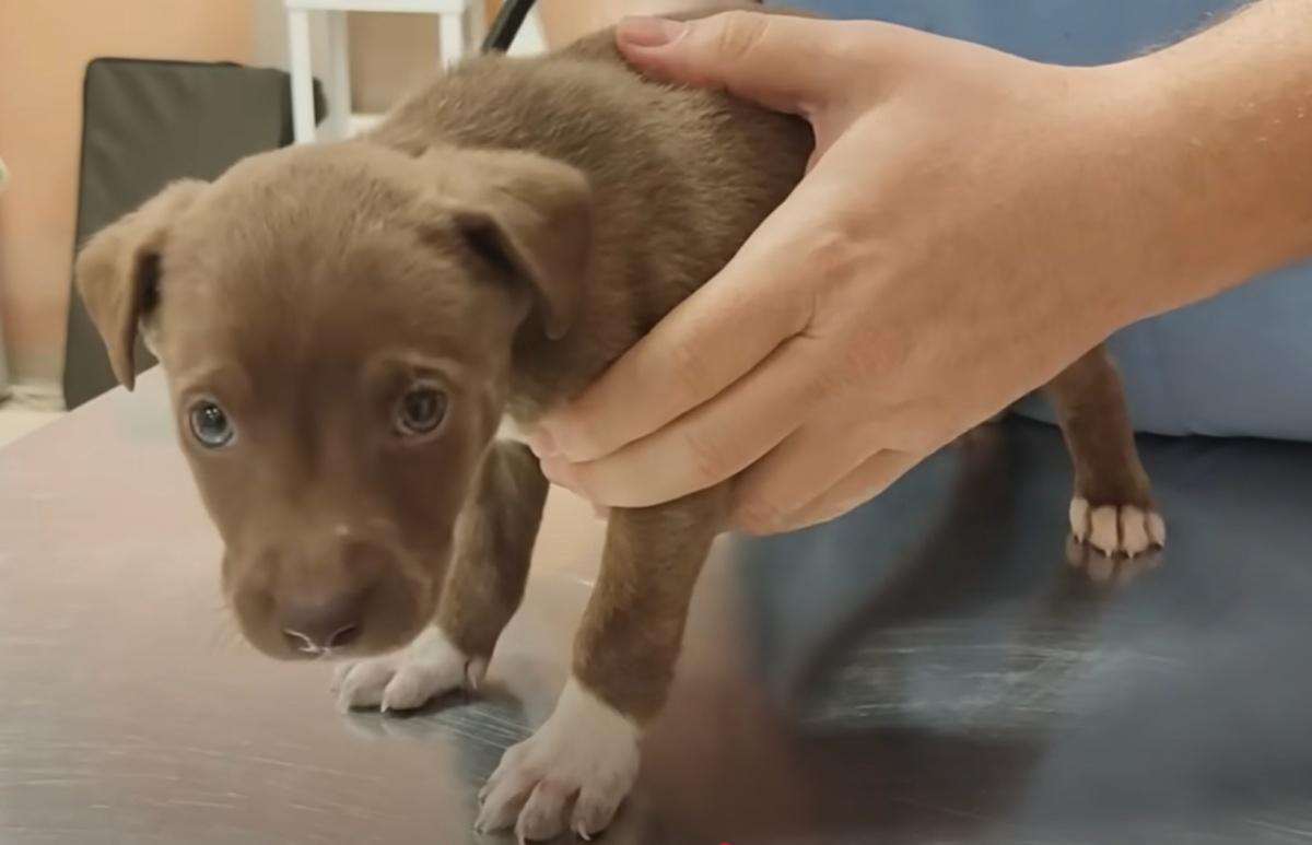 pup in the hands of a vet