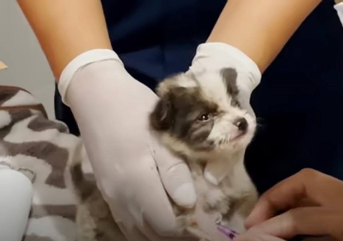 pup receiving care at the vet