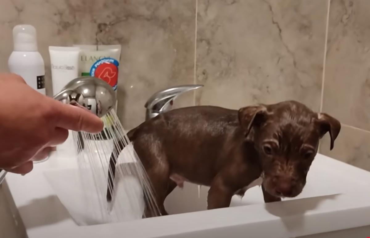 showering the pup after the vet check