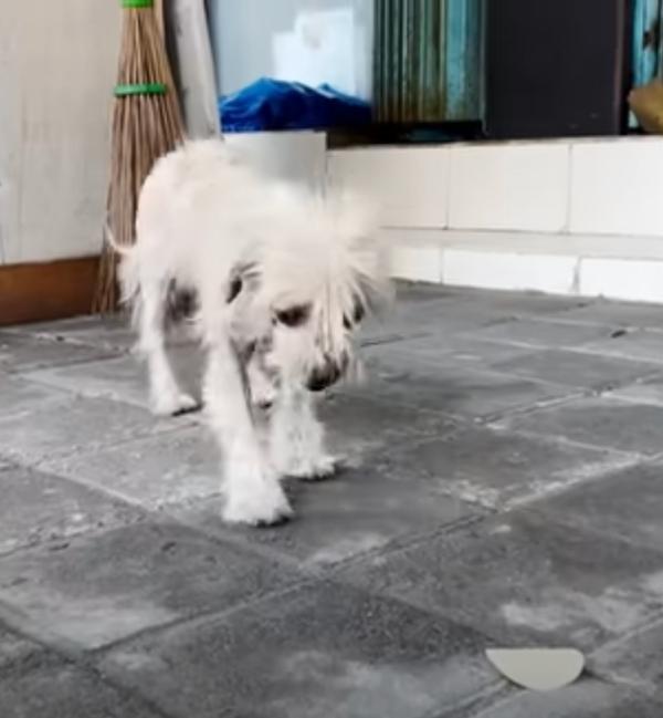 stray pup about to eat a pringle