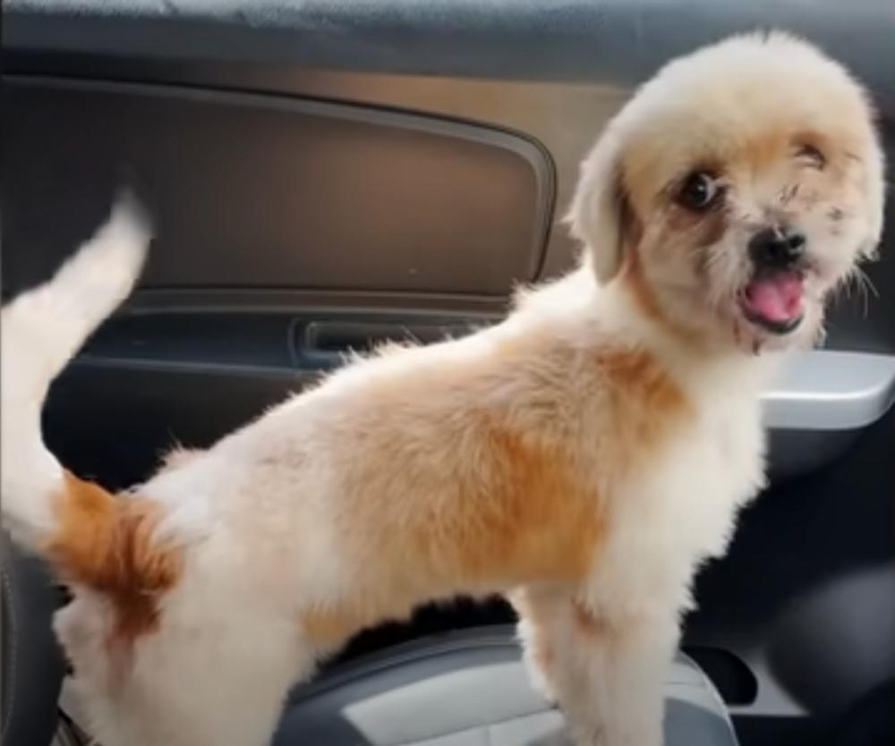 the once hairless dog standing in a car with its hair back again