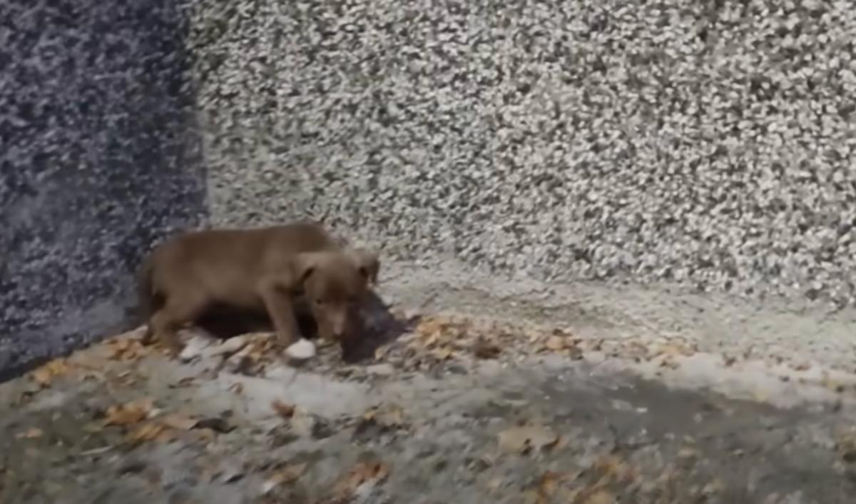 tiny pup alone in a corner
